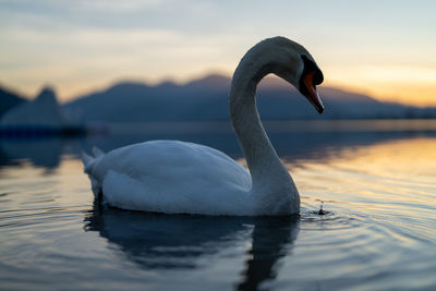 Close-up of swan in lake