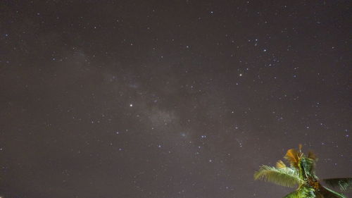 Low angle view of trees against sky at night