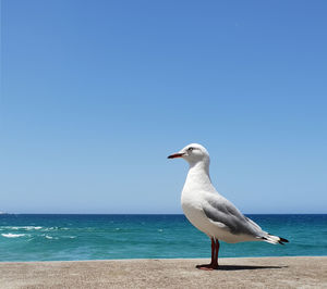 Seagull on beach against clear blue sky