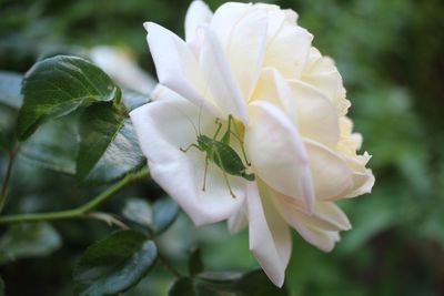 Close-up of white flower blooming outdoors