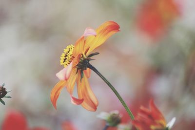 Close-up of day lily blooming outdoors