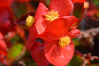 Close-up of red flowering plant