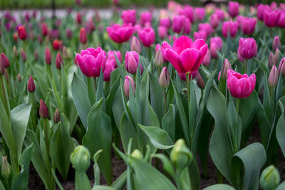 Close-up of pink tulip flowers on field