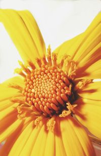 Close-up of yellow flower