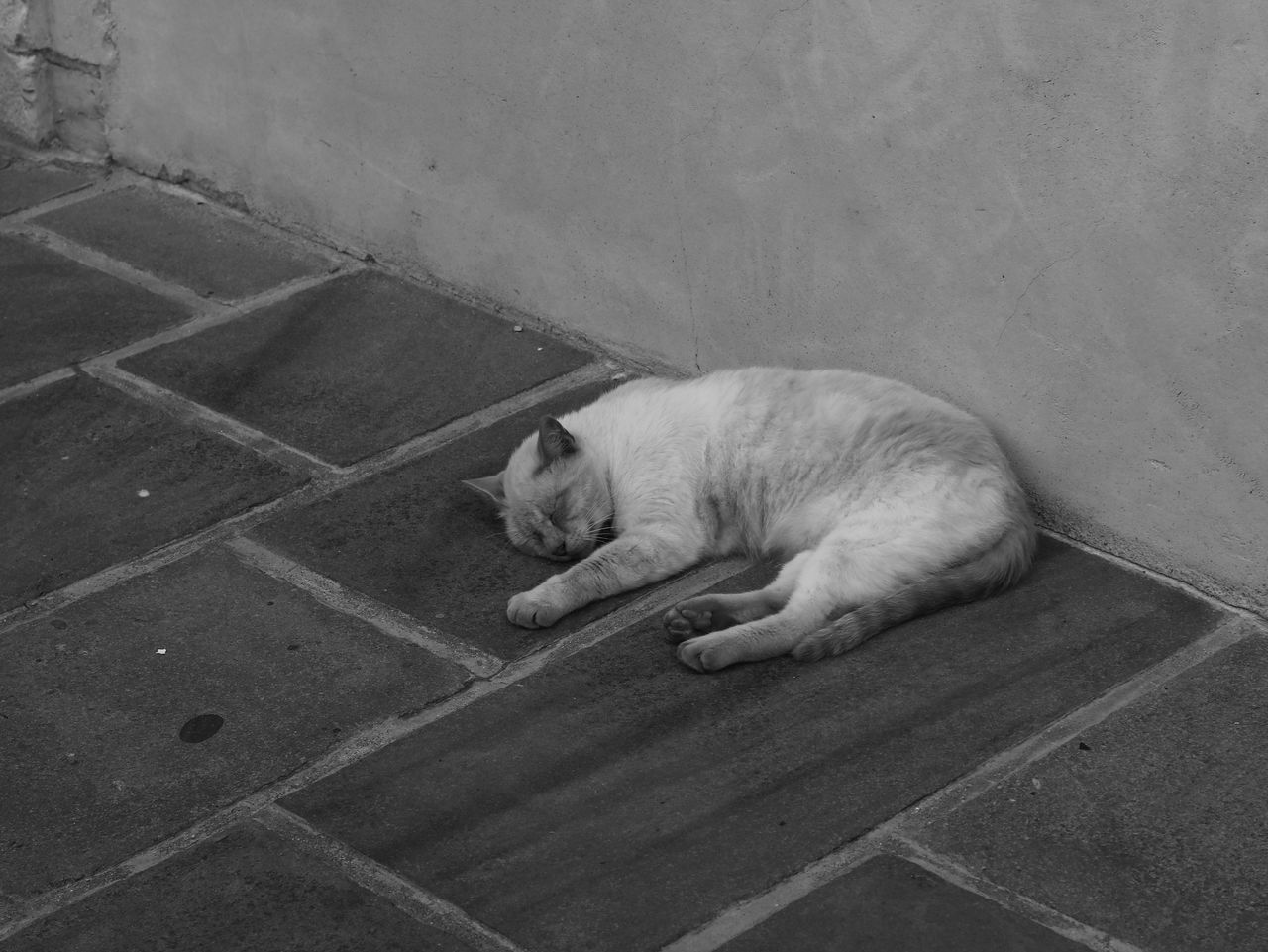 HIGH ANGLE VIEW OF CAT SLEEPING ON FLOORING