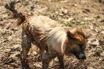 View of dog on field