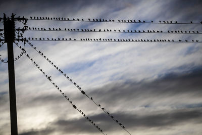 Low angle view of birds on cable against sky