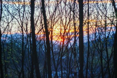 Trees in forest at sunset