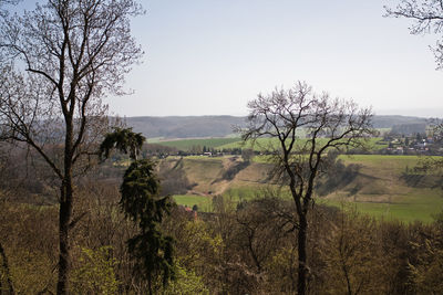 Trees on field against clear sky