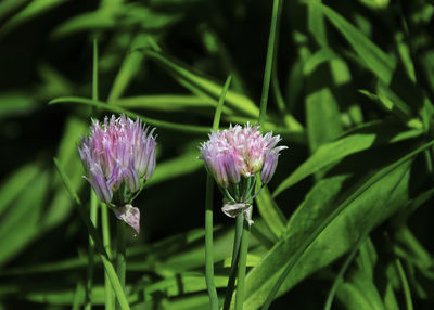 Close-up of purple flowering plant