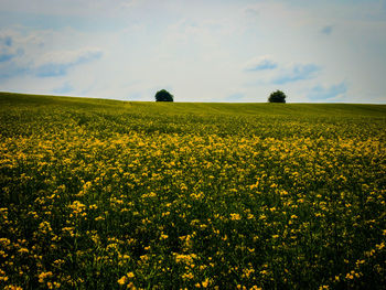 Sunflowers growing in field