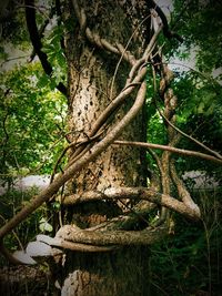 Low angle view of tree trunks in forest