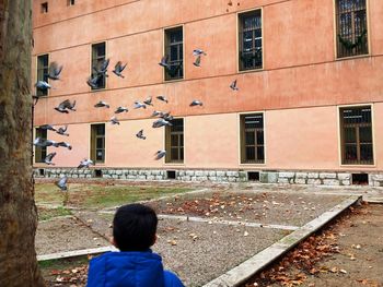 A boy looking at the pigeons flying