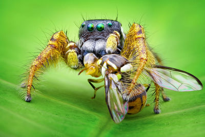 Jumping spider eating fly