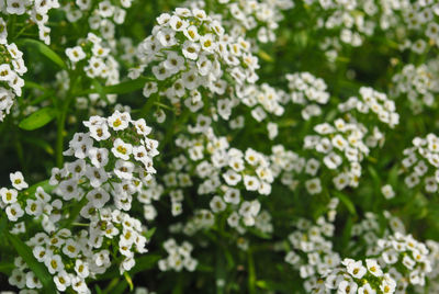 Close-up of flowers blooming outdoors