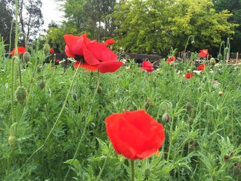 Close-up of red poppy flowers in field