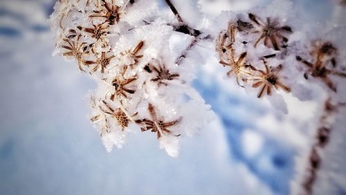 Low angle view of snow covered tree against sky