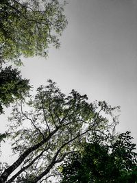 Low angle view of silhouette tree against sky