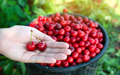 Cherries harvest in a hand 