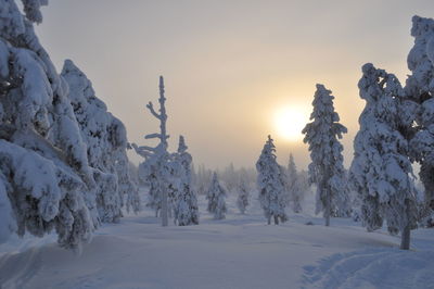 Snow covered trees on land against sky during sunset