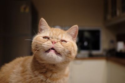 Close-up portrait of a cat at home