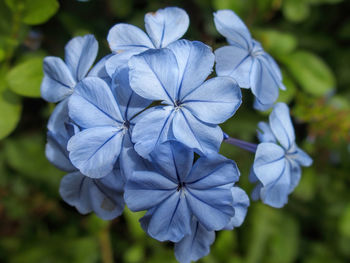 Close-up of purple flowers