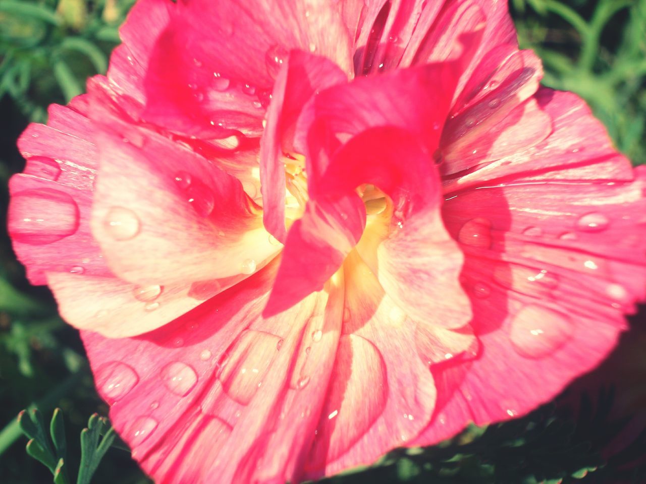 flower, petal, freshness, flower head, fragility, beauty in nature, growth, close-up, single flower, drop, pink color, blooming, water, nature, wet, in bloom, plant, focus on foreground, stamen, pollen