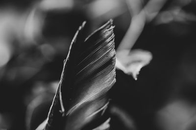 Close-up of flower against blurred background