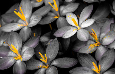Close-up of yellow flowers blooming against black background