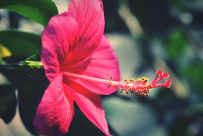 Close-up of pink hibiscus
