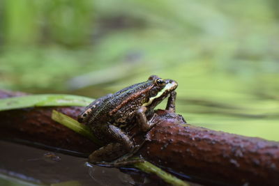 Close-up of frog on leaf