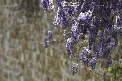 Close-up of lavender hanging on plant