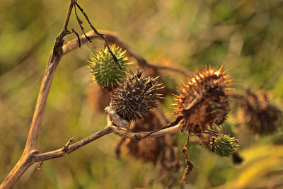 Close-up of thistle on plant