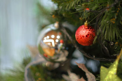 Close-up of christmas tree