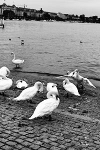 Swans on lake