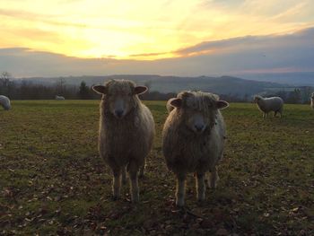 Sheep on field during sunset