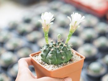 Close-up of hand holding small cactus flower pot