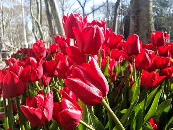 Close-up of red tulips blooming in park