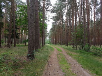 Road passing through forest