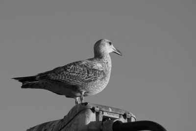 Bird perching against sky