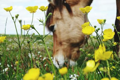 Close-up of yellow flowers blooming in field