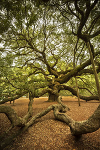 Trees on field