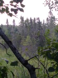 Trees in forest against sky