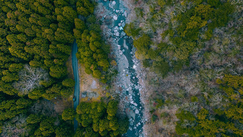 High angle view of river amidst trees in forest