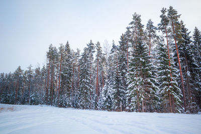 A beautiful snowy forest during an overcast day. winter landscape of northern europe.