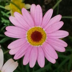 Close-up of pink flower