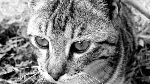 Close-up portrait of a cat