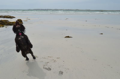 Dog on beach