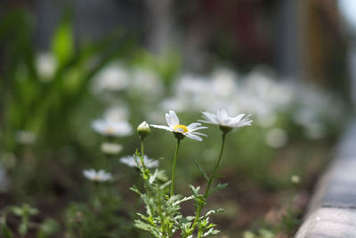 Close-up of white flowering plant