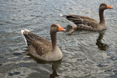 Ducks swimming in lake